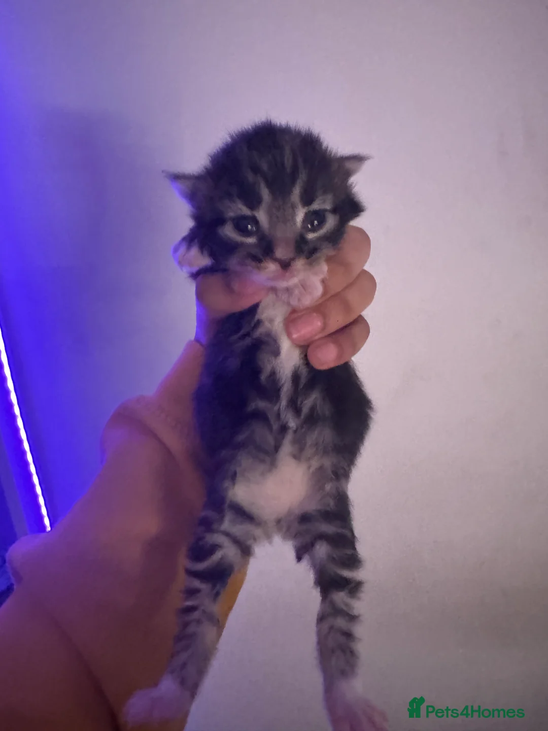 Mixed Breed cats for sale: 3 beautiful kittens  - Advert 3