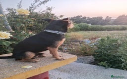 Mixed Breed dogs for adoption: Small dog been abandoned 🚨  in Hengoed - Image 5