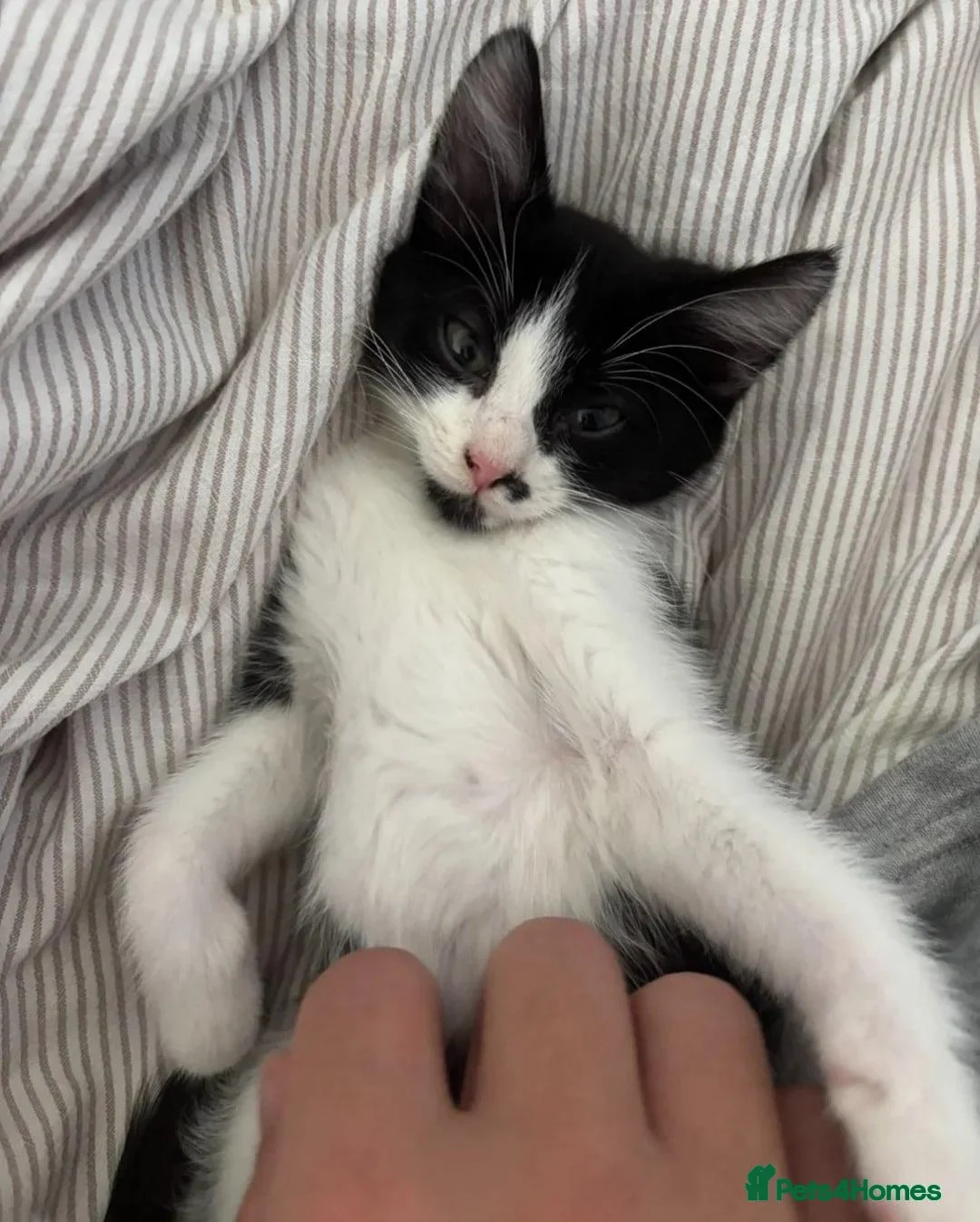 Mixed Breed cats for sale: Mila mixed breed kitten - Advert 2