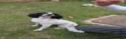 English Springer Spaniel dogs for adoption: Dottie - Advert 8