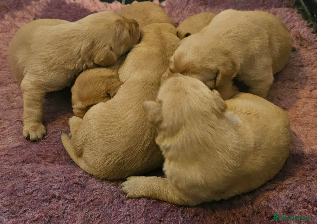 Labrador Retriever dogs for sale: 6 STUNNING KC REG FOX RED LABRADORS  - Advert 20