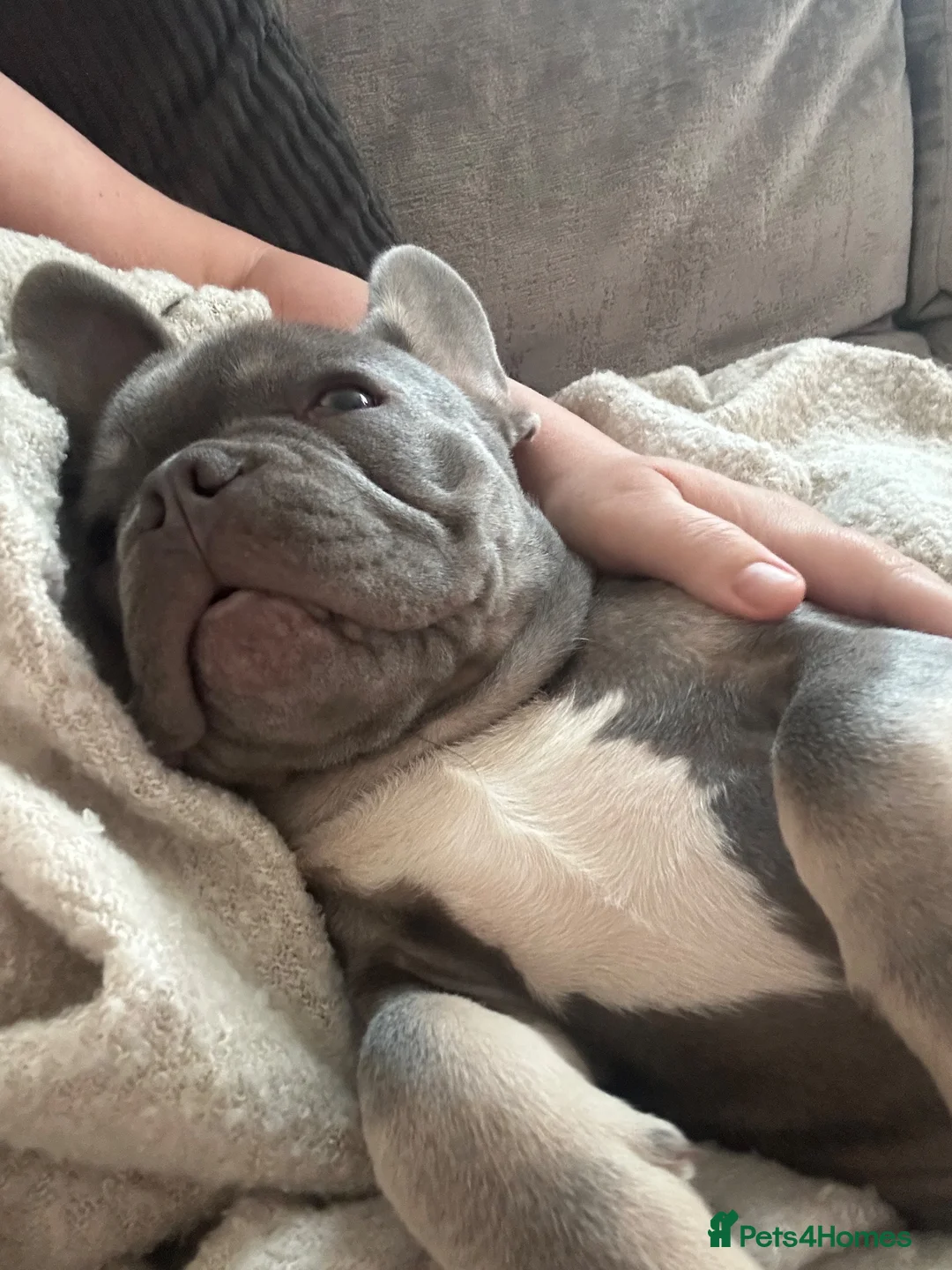 French Bulldog dogs for sale: 12 week old male French Bulldog - Advert 8