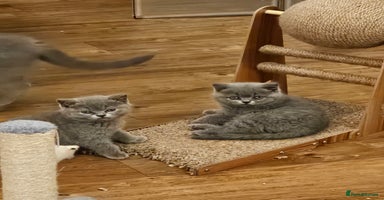 British Shorthair cats - Advert 6