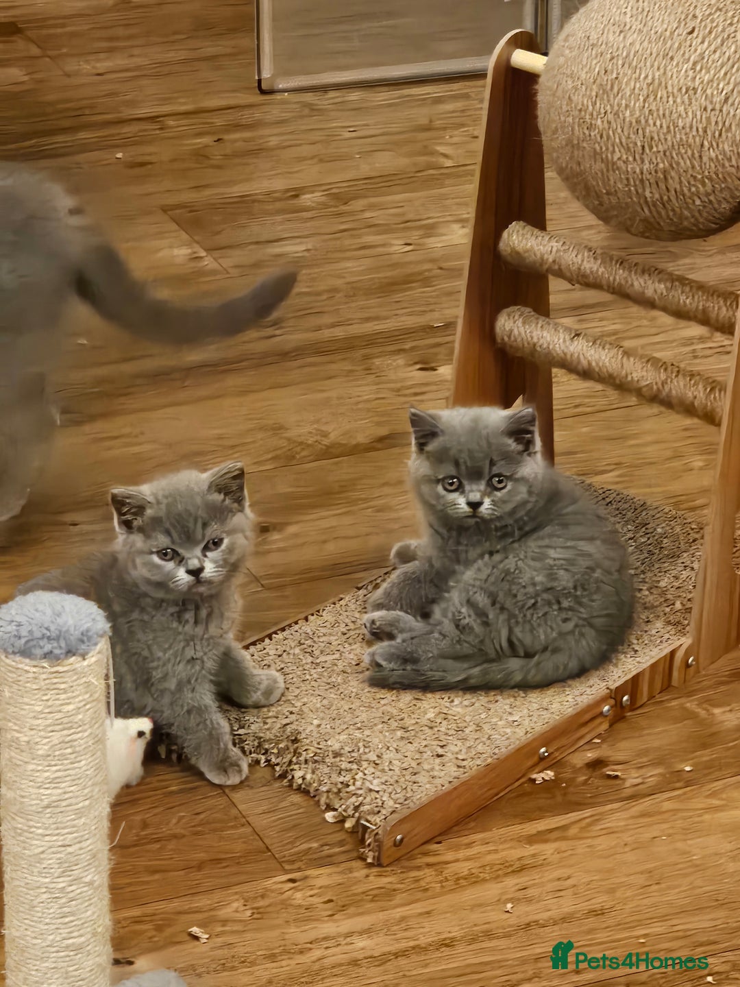 British Shorthair cats for sale: GCCF BSH Blue pedigree kittens for sale - Image 3