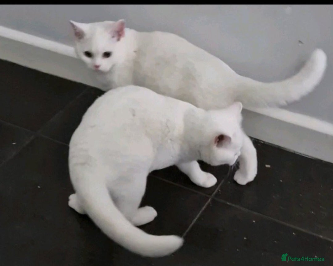 British Shorthair cats Stunning White GCCF reg British Shorthairs - Advert 9