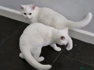 British Shorthair cats Stunning White GCCF reg British Shorthairs - Advert 9