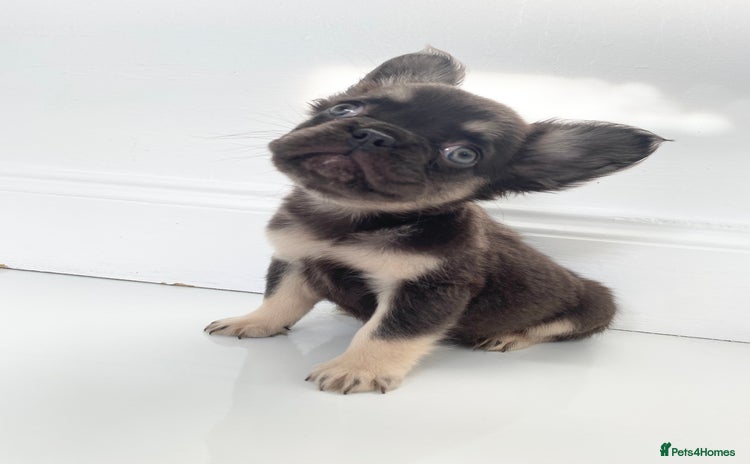 French Bulldog dogs - Advert 3