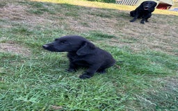 Springador dogs for sale: Springador Puppies - Image 5