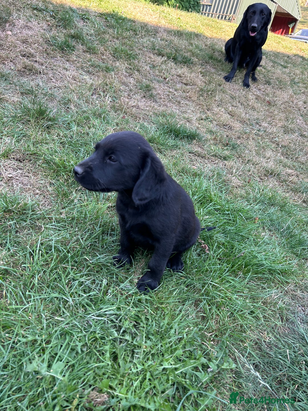 Springador dogs for sale: Springador Puppies - Image 5