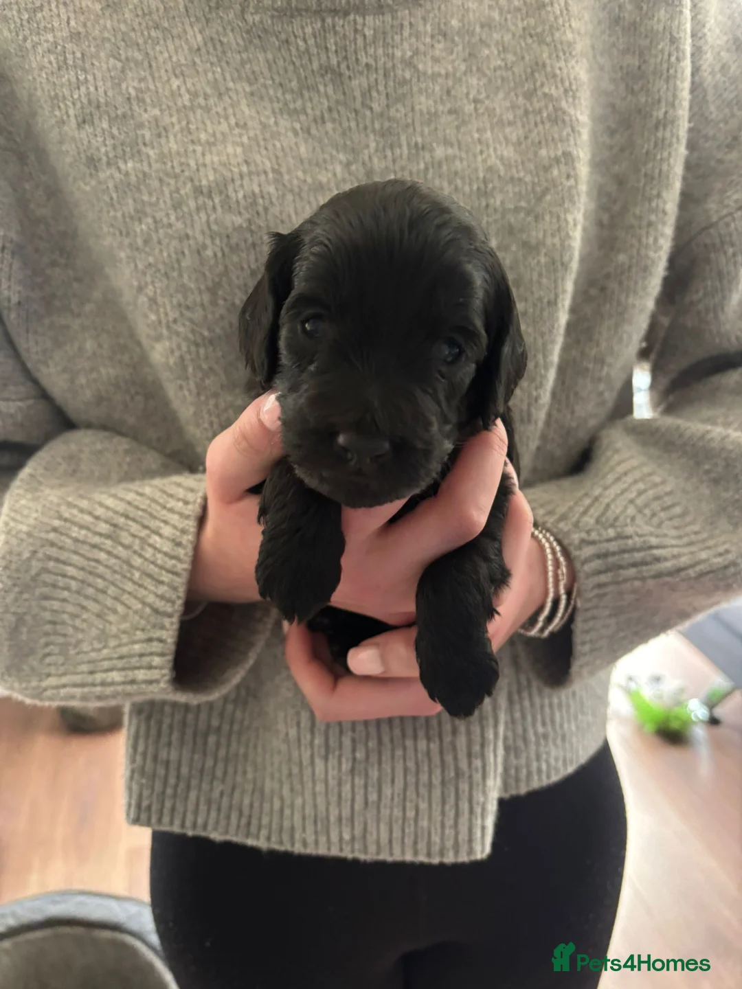 Cockapoo dogs for sale: F1 Cockapoo puppies in Kilmarnock - Advert 1