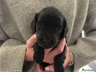 Cockapoo dogs F1 Cockapoo puppies in Kilmarnock - Advert 2