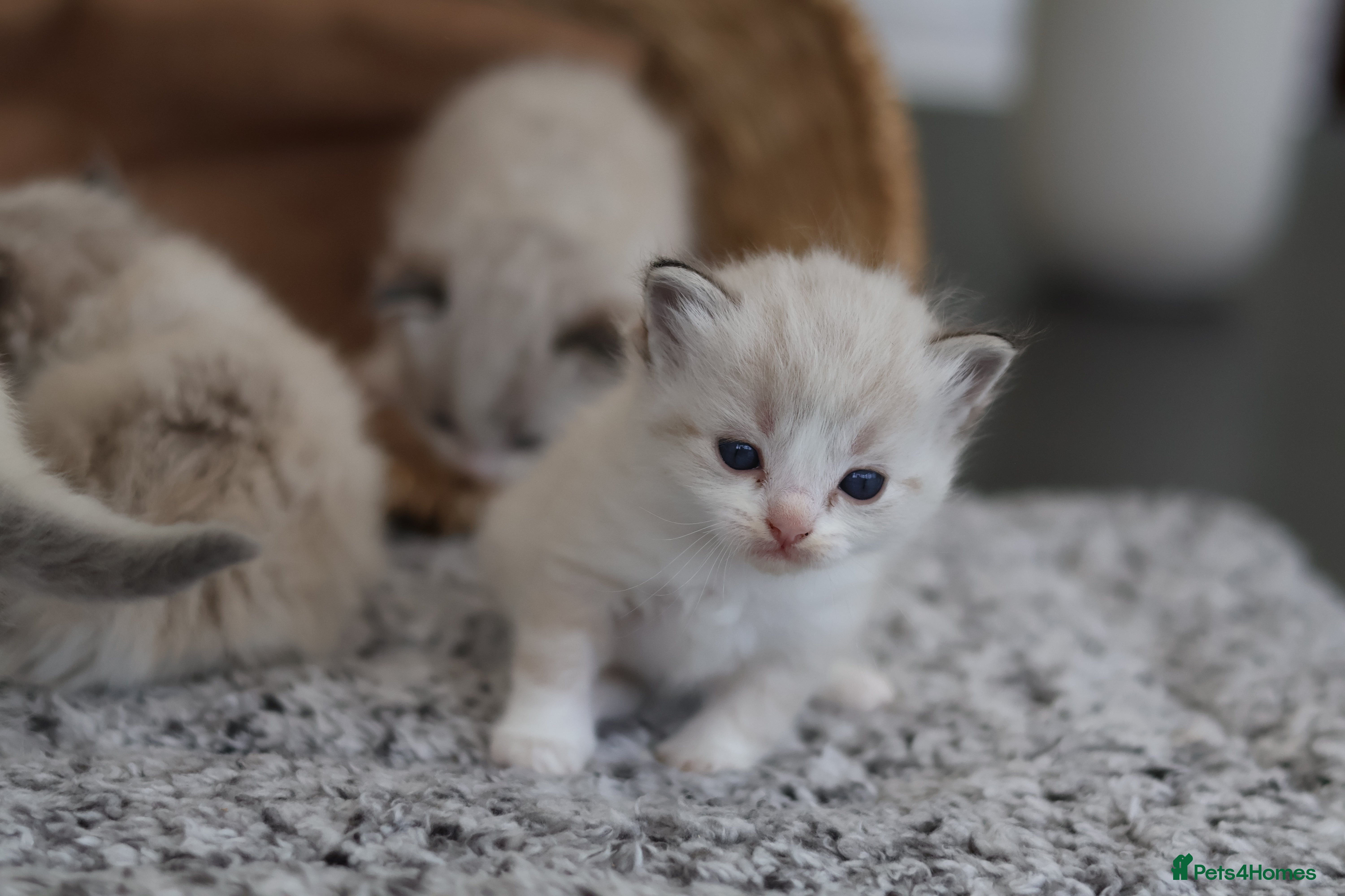 Ragdoll cats Tica Registered 💎 Ragdoll Kittens - Advert 2