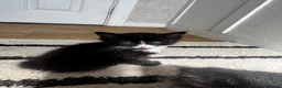 Norwegian Forest Cat cats for sale: mix norwegian kitten ready to go  - Advert 10
