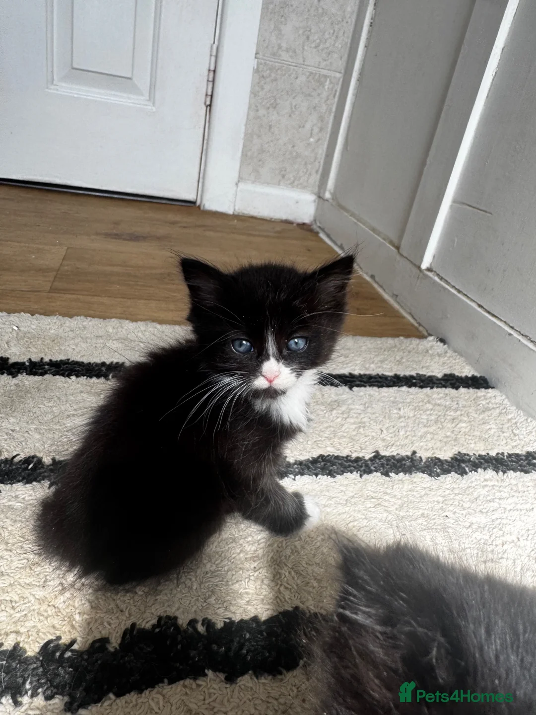 Norwegian Forest Cat cats for sale: mix norwegian kitten ready to go  - Advert 10
