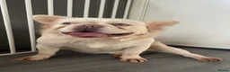 French Bulldog dogs for sale: Platinum carrying Pink fluffy frenchie  - Advert 2