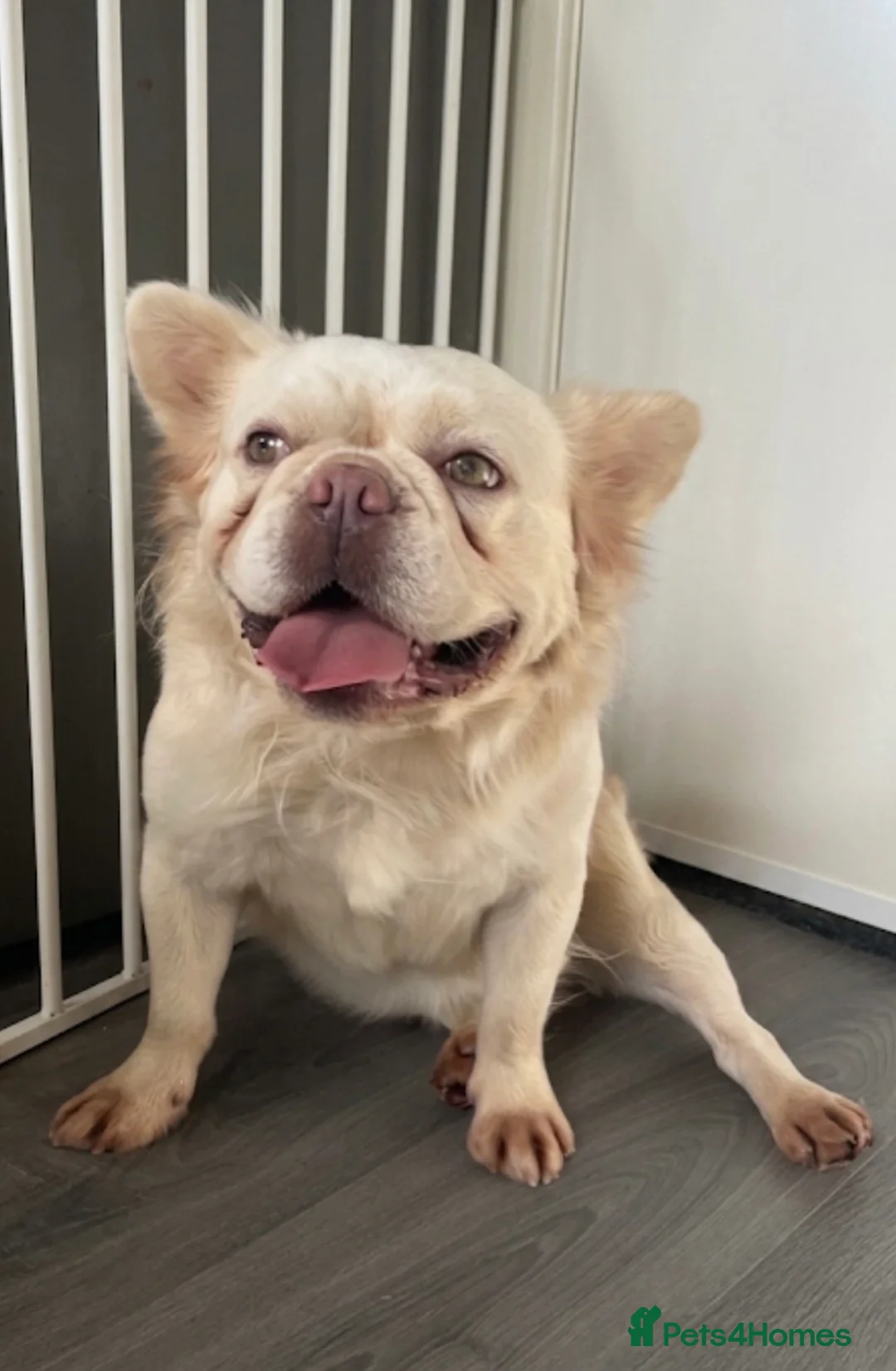 French Bulldog dogs for sale: Platinum carrying Pink fluffy frenchie  - Advert 2