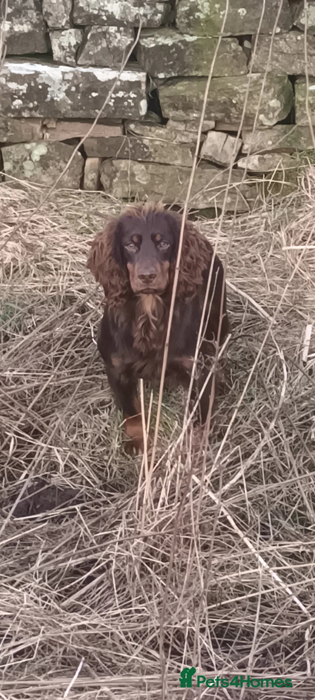 Cocker Spaniel dogs for stud: Working Cocker at stud  in Hexham - Advert 4