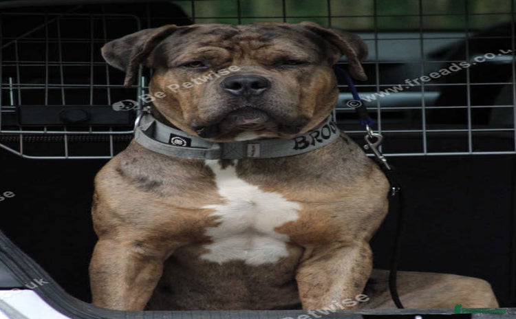 American Bulldog dogs - Advert 1