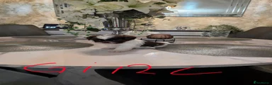 Shih Tzu 5