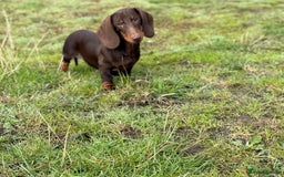 Miniature Dachshund dogs for sale: Bred From Health Tested Parents - Image 1