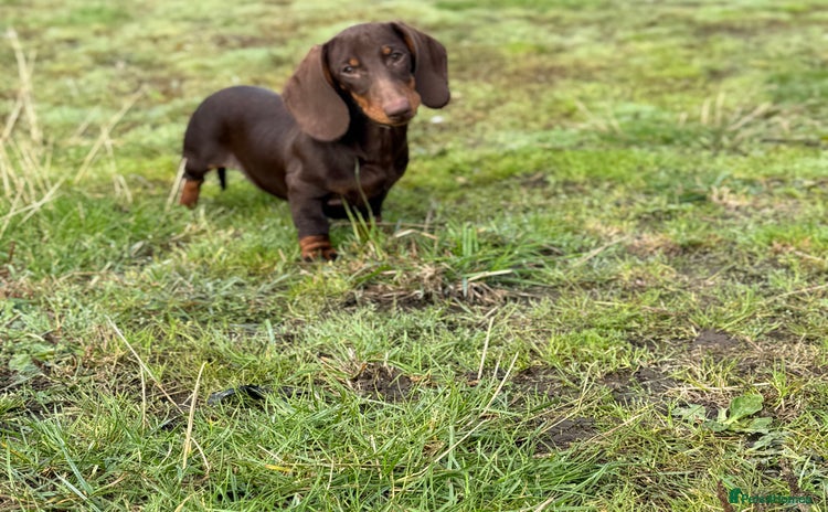 Miniature Dachshund dogs - Advert 1