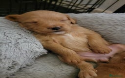 Mixed Breed dogs for sale: Frenchie x cockerpoo pups - Image 28