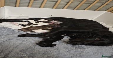 Sprocker dogs - Advert 7
