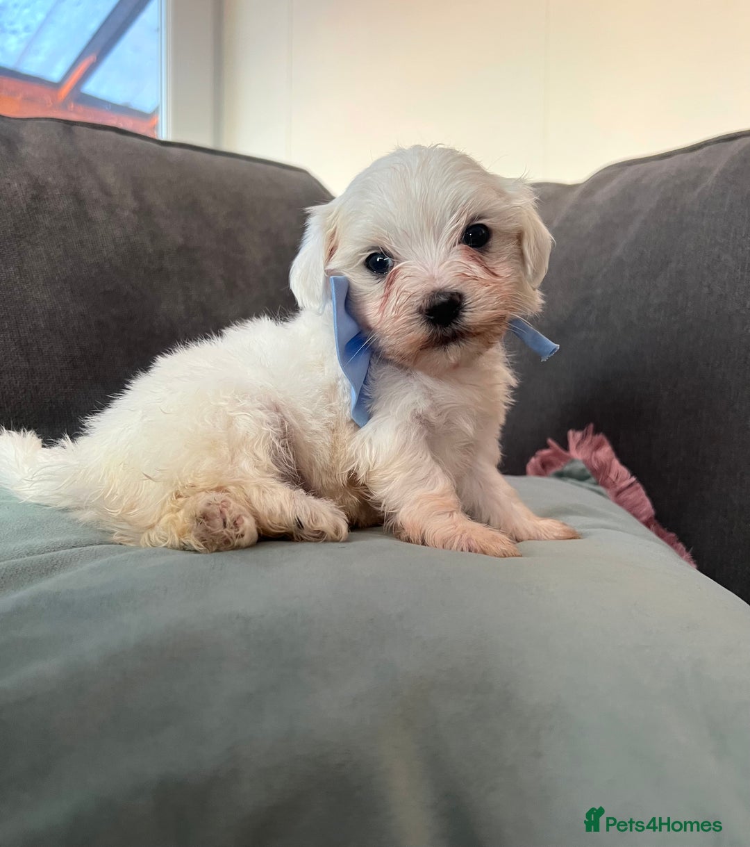 Maltese dogs for sale: Maltese puppies available 🩵🩷💚  - Image 5