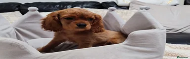 Cavalier King Charles Spaniel 4