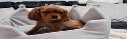 Cavalier King Charles Spaniel dogs for sale: Adorable Cavalier Puppies Ready to Leave - Advert 8