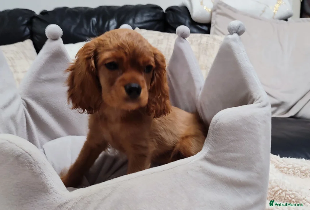 Cavalier King Charles Spaniel dogs for sale: Adorable Cavalier Puppies Ready to Leave - Advert 8