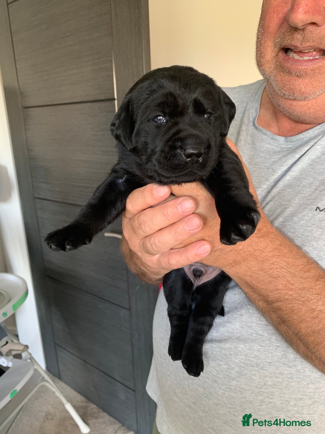 Labrador Retriever dogs for sale: 5* breeder🐾beautiful glossy black puppies ❤️  - Image 17