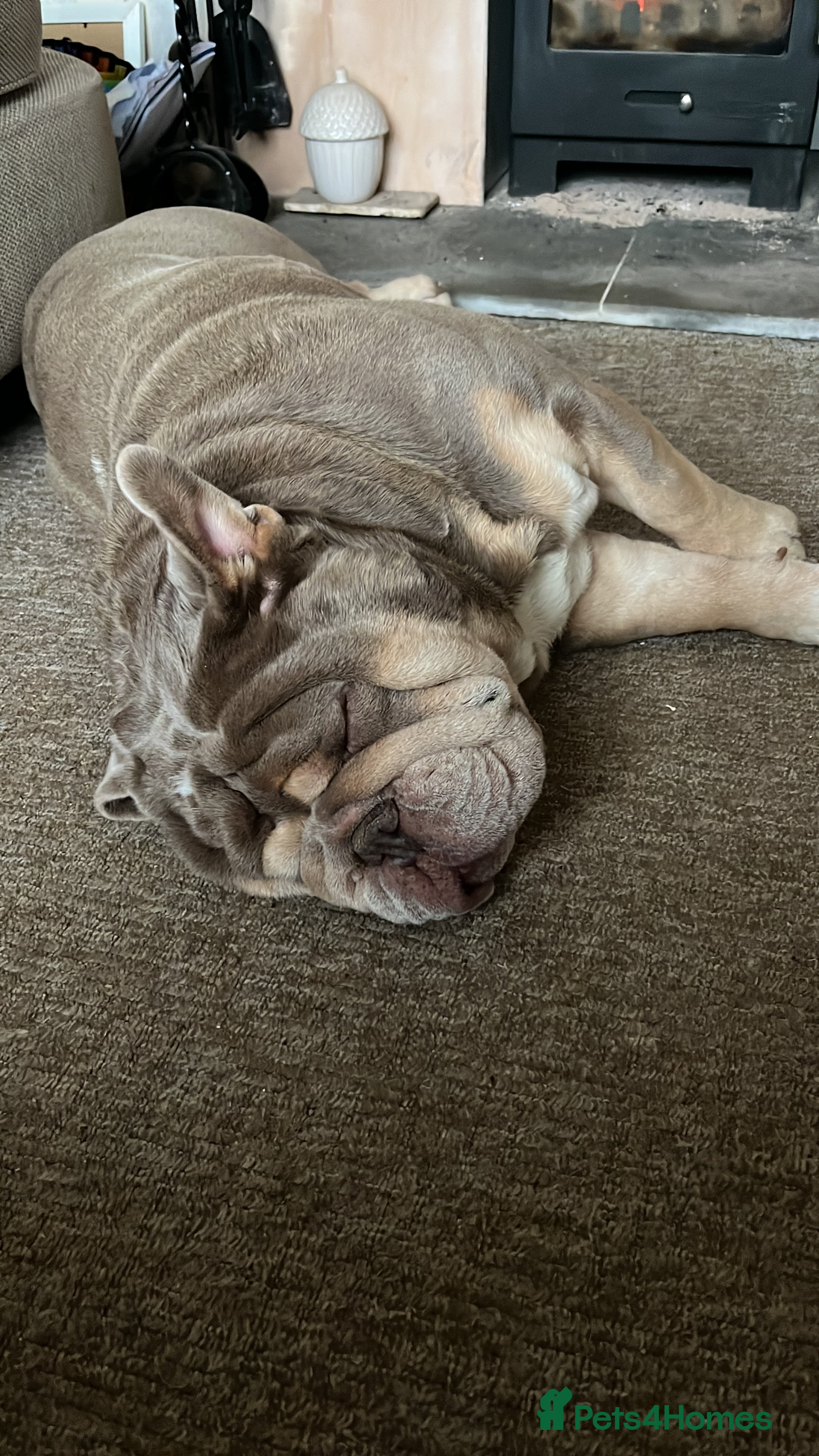 English Bulldog dogs English bulldog for rehoming  - Advert 1