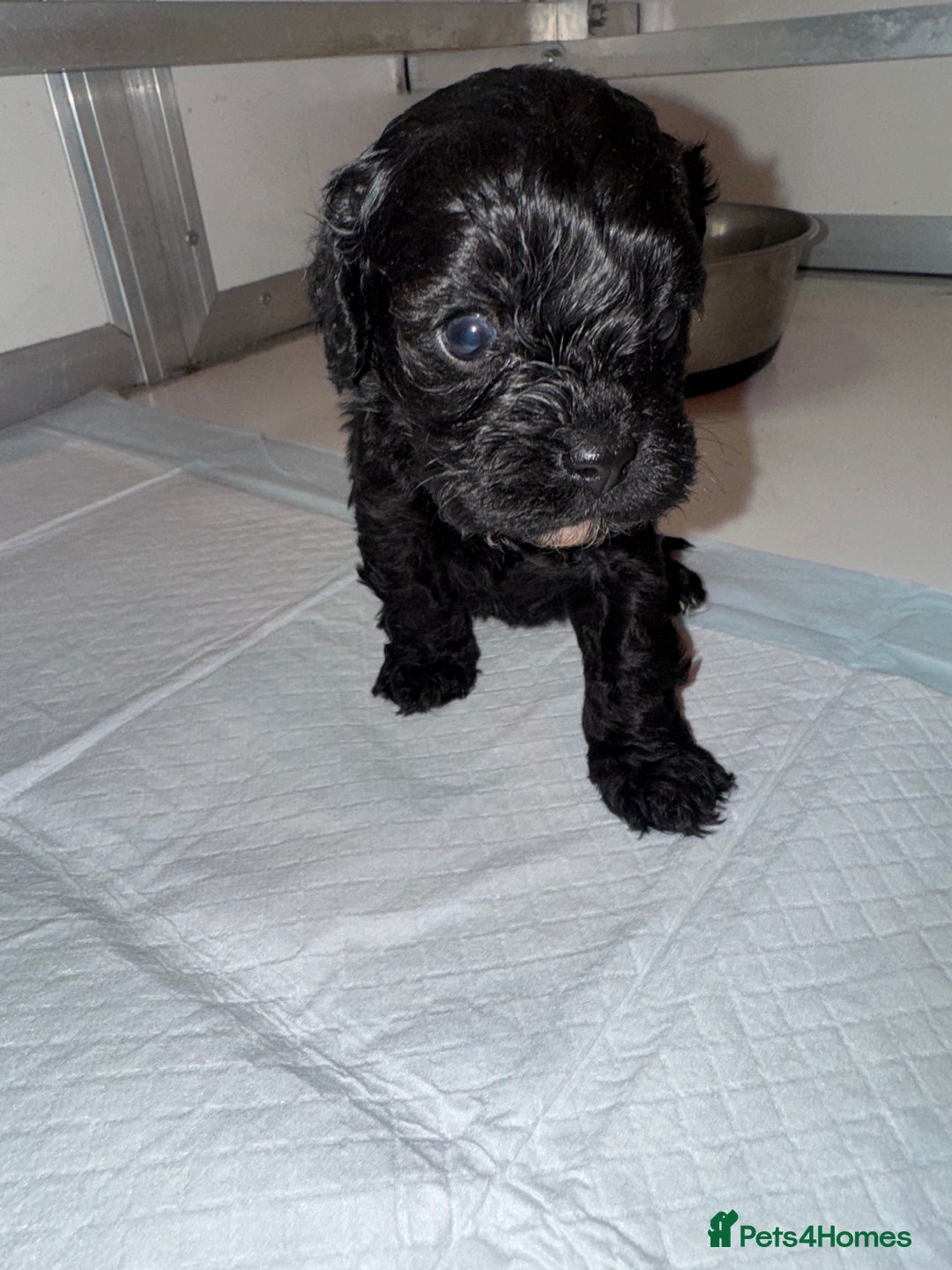 Cavapoo dogs for sale:   ✨ Adorable Miniature Cavapoo Puppies ✨ - Advert 24