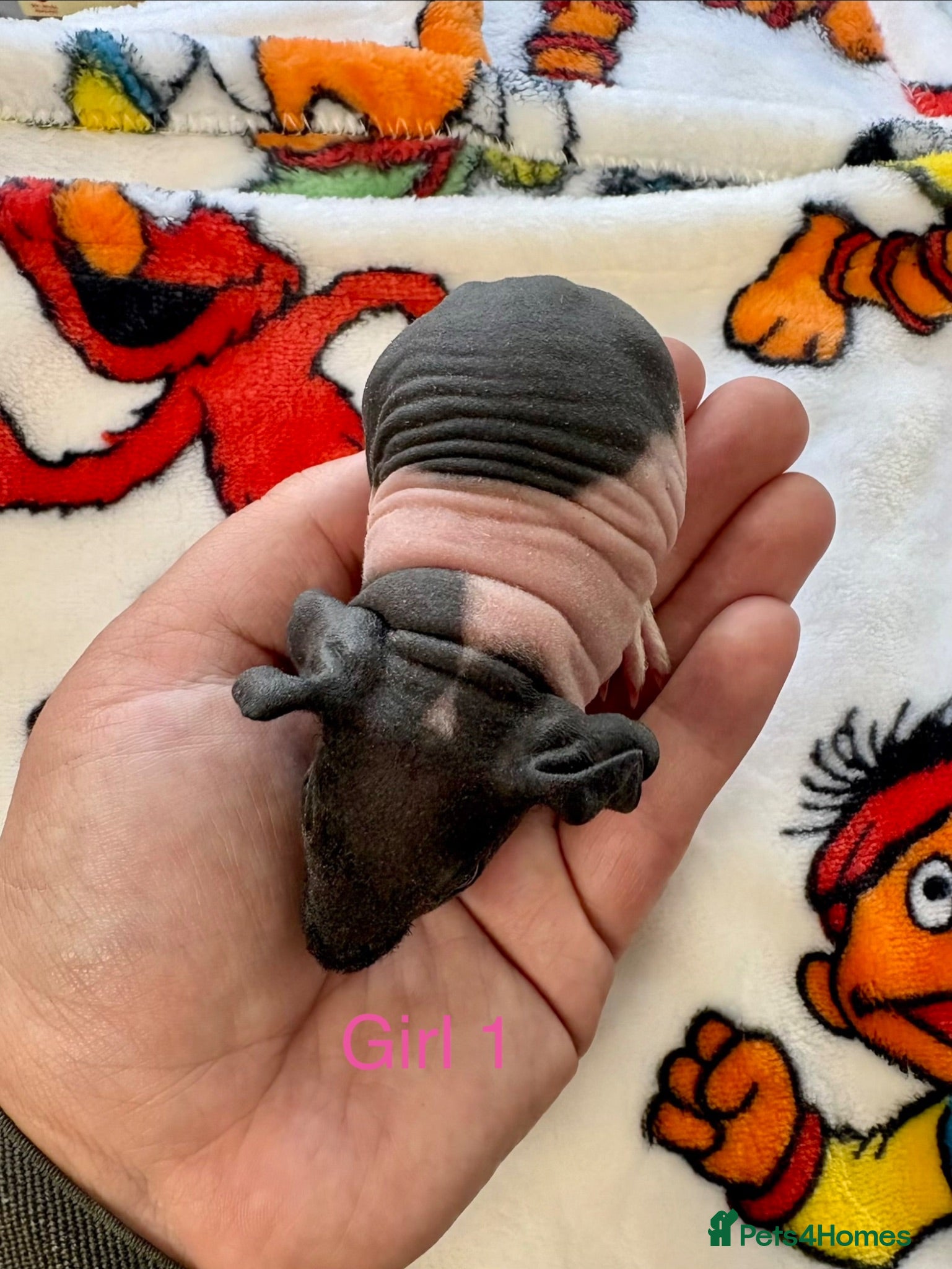 Guinea Pig rodents Super friendly skinny pig babies - Advert 2