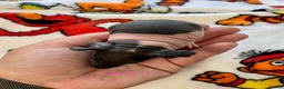 Guinea Pig rodents for sale: Super friendly skinny pig babies - Advert 2