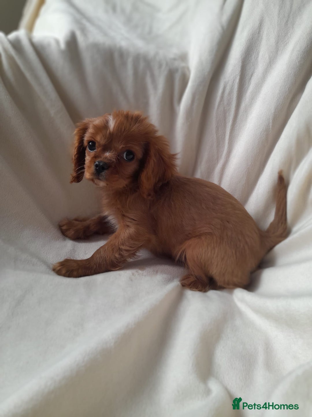 Cavalier King Charles Spaniel dogs for sale: King charles cavalier Pups - Advert 9