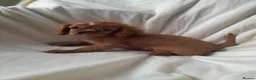 Cavalier King Charles Spaniel dogs for sale: King charles cavalier Pups - Advert 9
