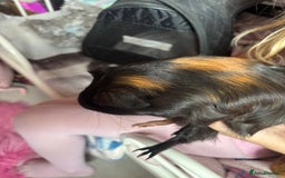 Guinea Pig rodents for sale: 2 baby pigs  - Image 3