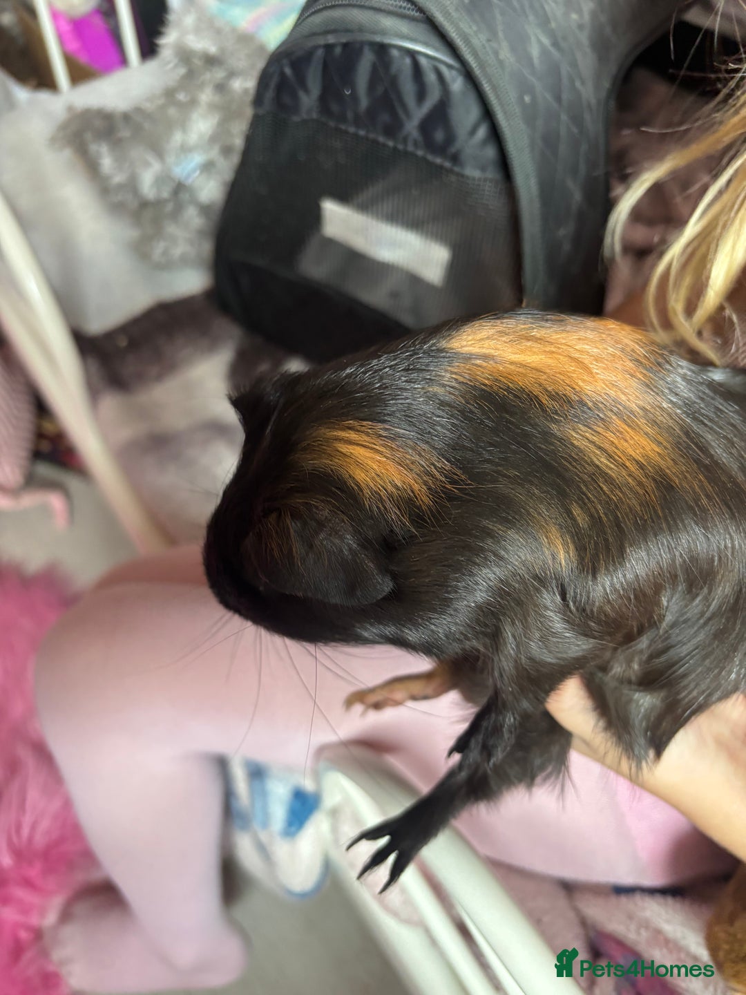 Guinea Pig rodents for sale: 2 baby pigs  - Image 3