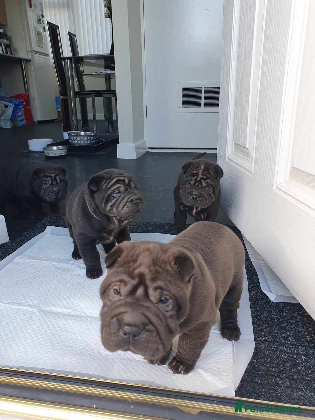 Shar Pei dogs for sale: Stunning KC Registered Shar Pei puppies - Advert 22