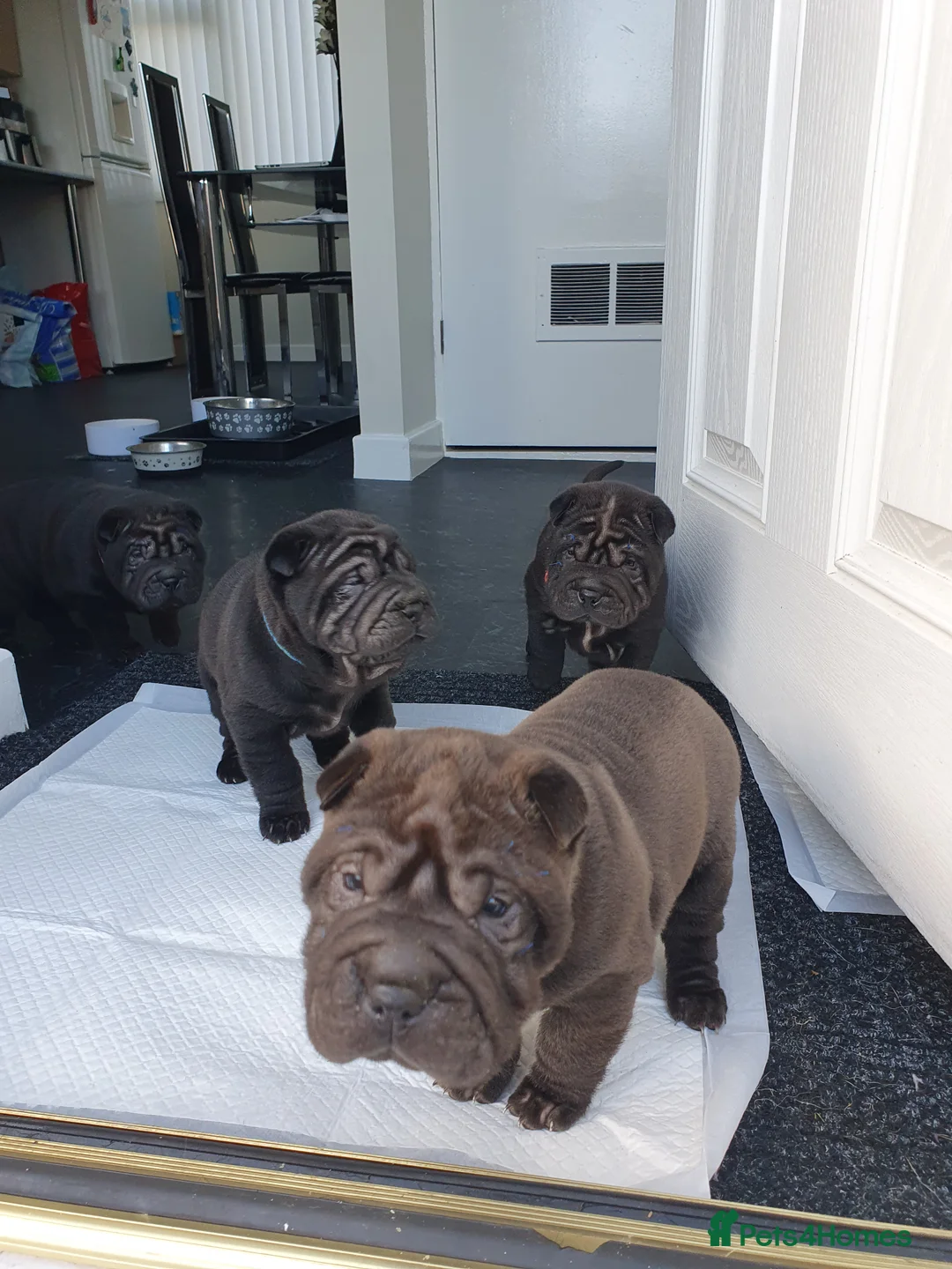 Shar Pei dogs for sale: Stunning KC Registered Shar Pei puppies - Advert 19