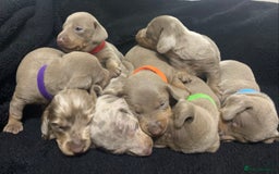 Miniature Dachshund dogs for sale: 🌟QUALITY KC REG & PRA CLR MINIATURE DACHSHUNDS🌟 - Image 3