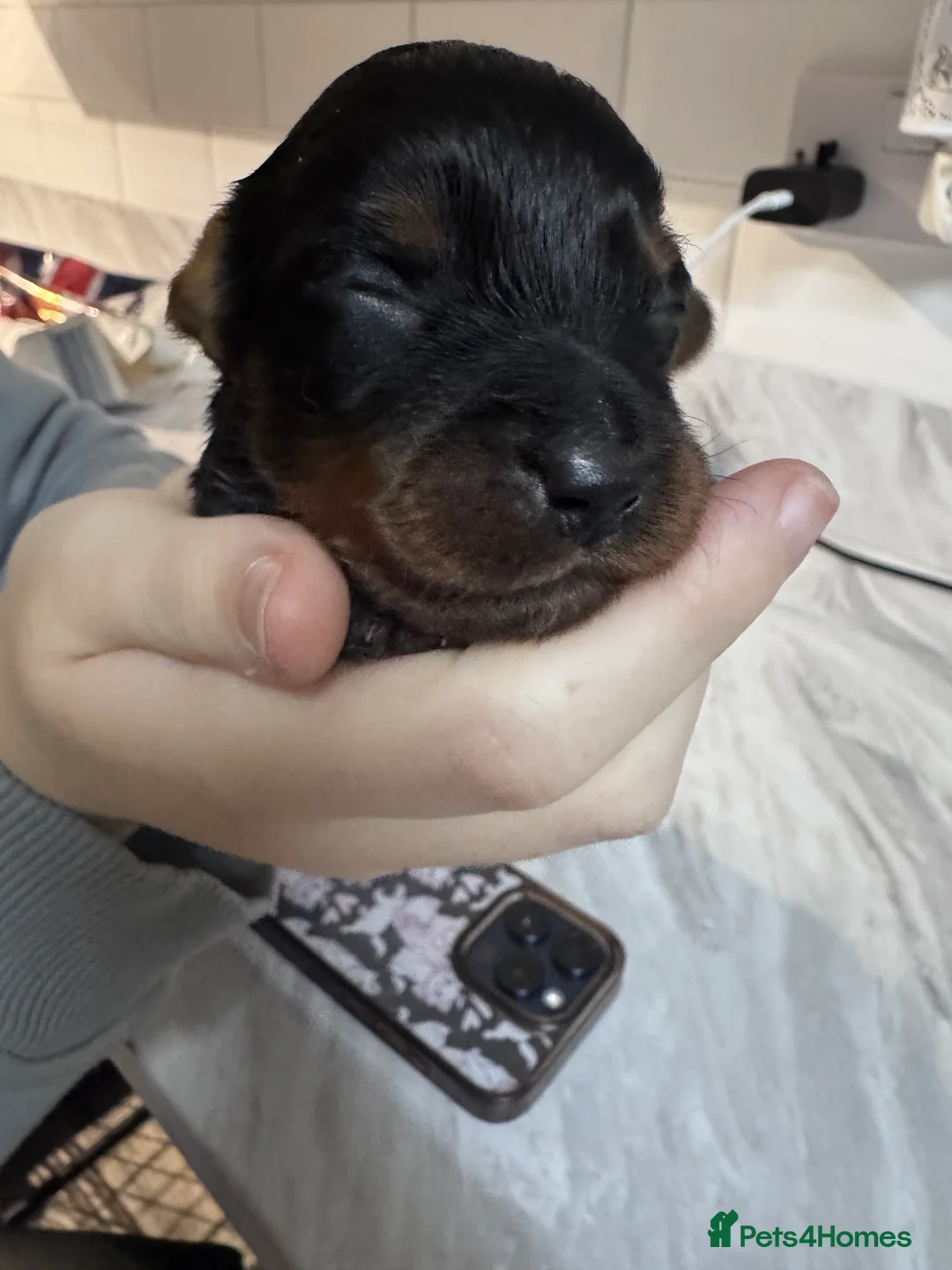 Doxiepoo dogs for sale: Beautiful doxipoo baby’s  - Advert 6