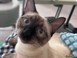 Oriental cats Blu | Munchkin Siamese | 2 Yrs | Neutered - Advert 1