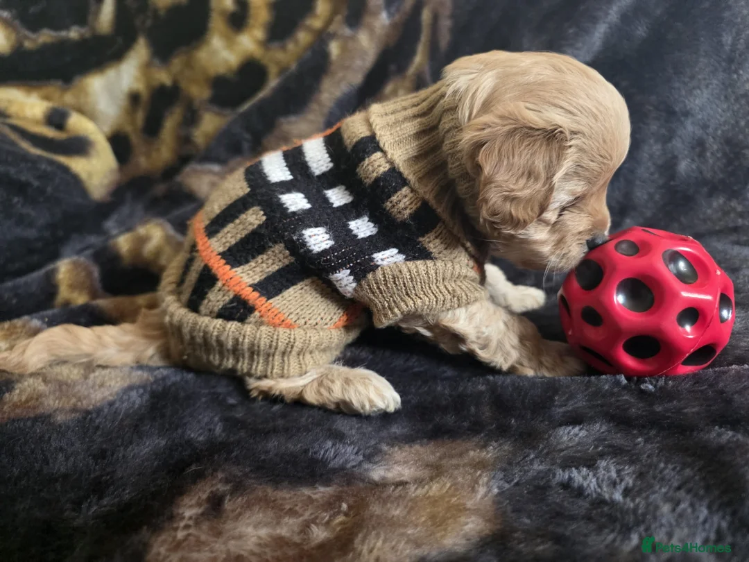 Maltipoo dogs for sale: Adorable Maltipoo puppy boy for Sale . - Advert 7