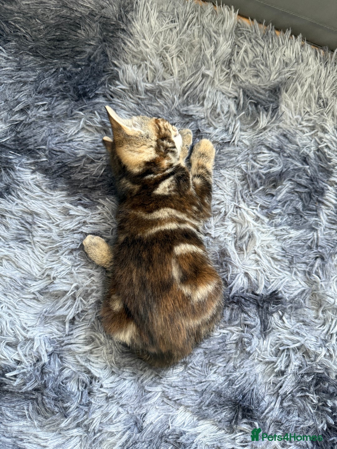 Mixed Breed cats for sale: Kitten looking for a loving home - Image 4