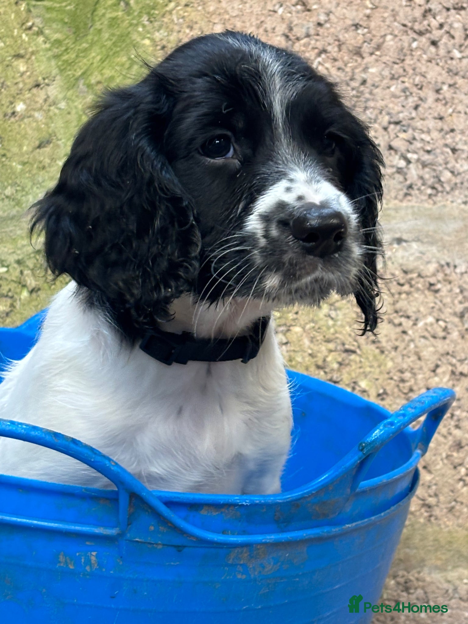 English Springer Spaniel dogs **2 Springer Spaniel remaining**  - Advert 4