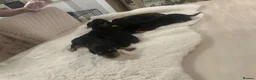 Dachshund dogs for sale: 7 beautiful puppy’s looking for a forever home.  - Advert 3