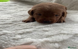 Labrador Retriever dogs for sale: KC Registered Fox Red Labrador puppies - Image 20
